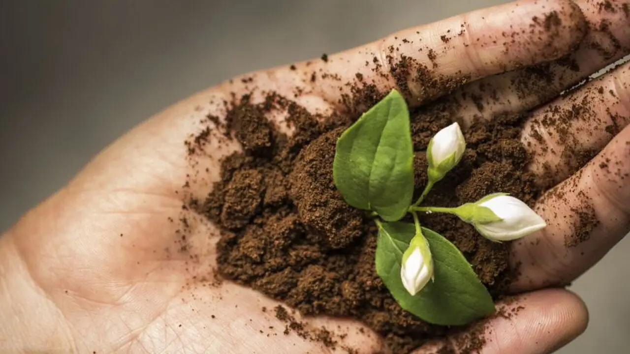 Concimare con i fondi di caffè: il trucco segreto dei giardinieri esperti