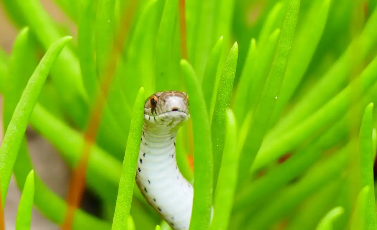 Piante che allontanano i serpenti dal giardino