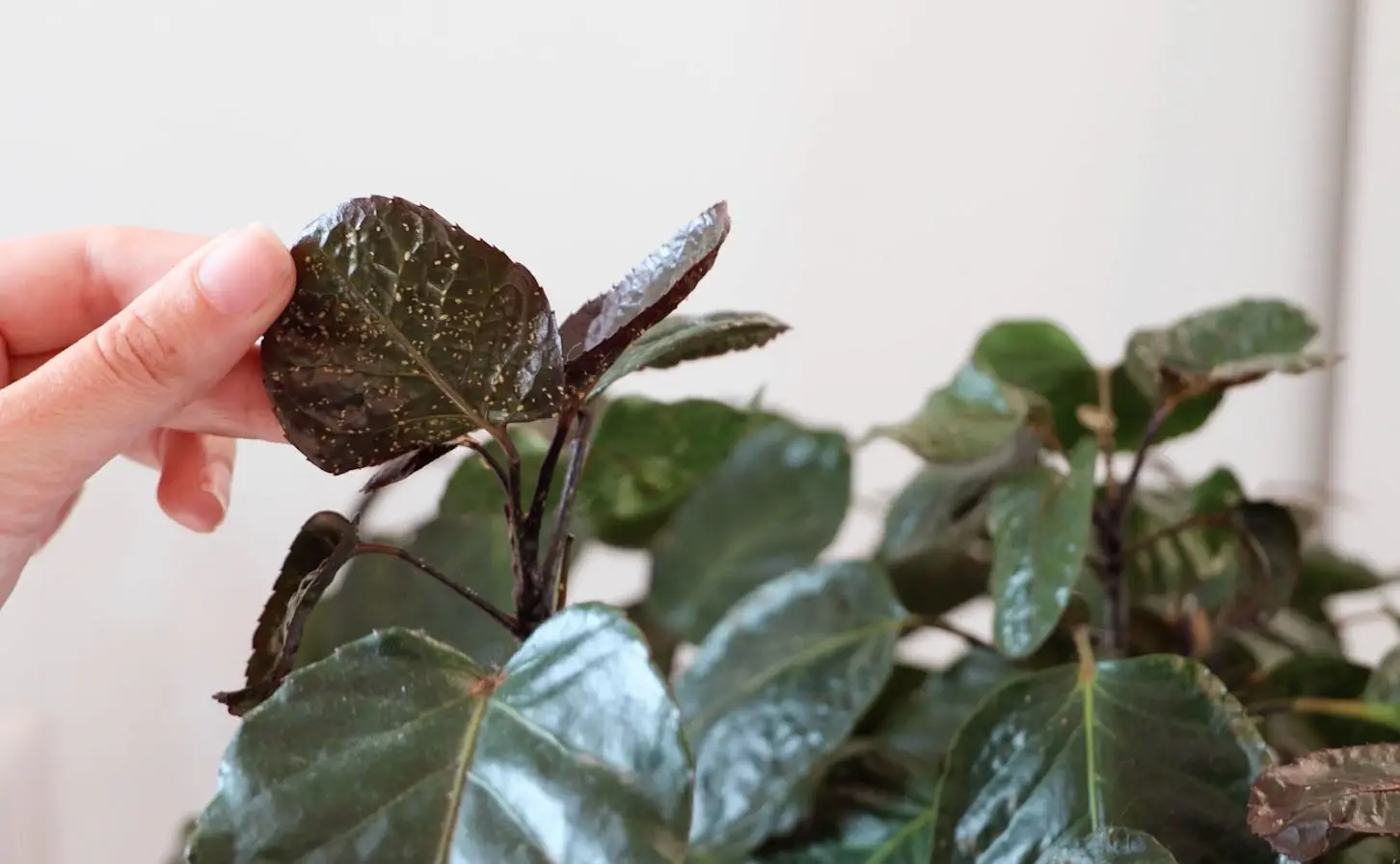 Allerta piante d’appartamento: se noti queste macchie, potresti avere un’infestazione