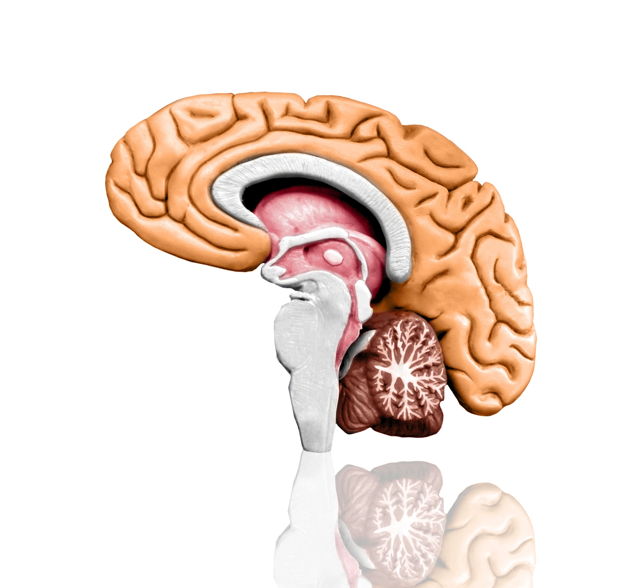 Placare l’ansia: studi rivelano una zona di interesse nel cervello