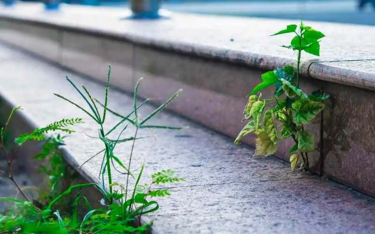 Erbacce tra le mattonelle del giardino? Ecco il rimedio definitivo senza diserbante